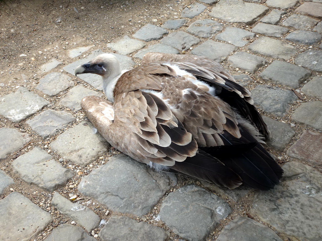 Griffon Vulture at the Aviary at the Taiga area at the GaiaZOO