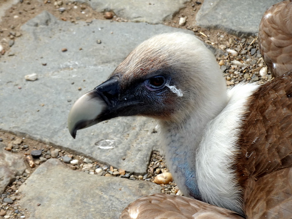 Griffon Vulture at the Aviary at the Taiga area at the GaiaZOO