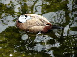 White-headed Duck at the Aviary at the Taiga area at the GaiaZOO