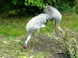 Common Cranes at the Taiga area at the GaiaZOO