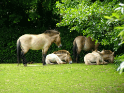 Przewalski Horses at the Taiga area at the GaiaZOO