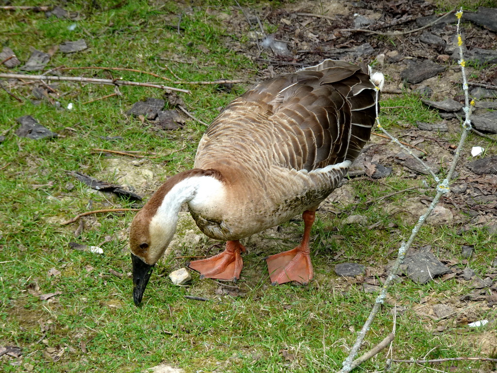 Goose at the Taiga area at the GaiaZOO