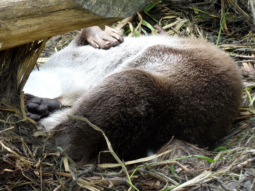 Otter at the Taiga area at the GaiaZOO