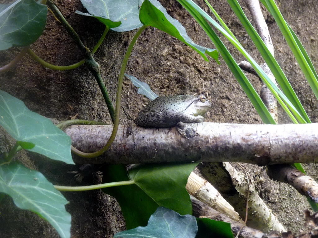 Toad at the Taiga area at the GaiaZOO