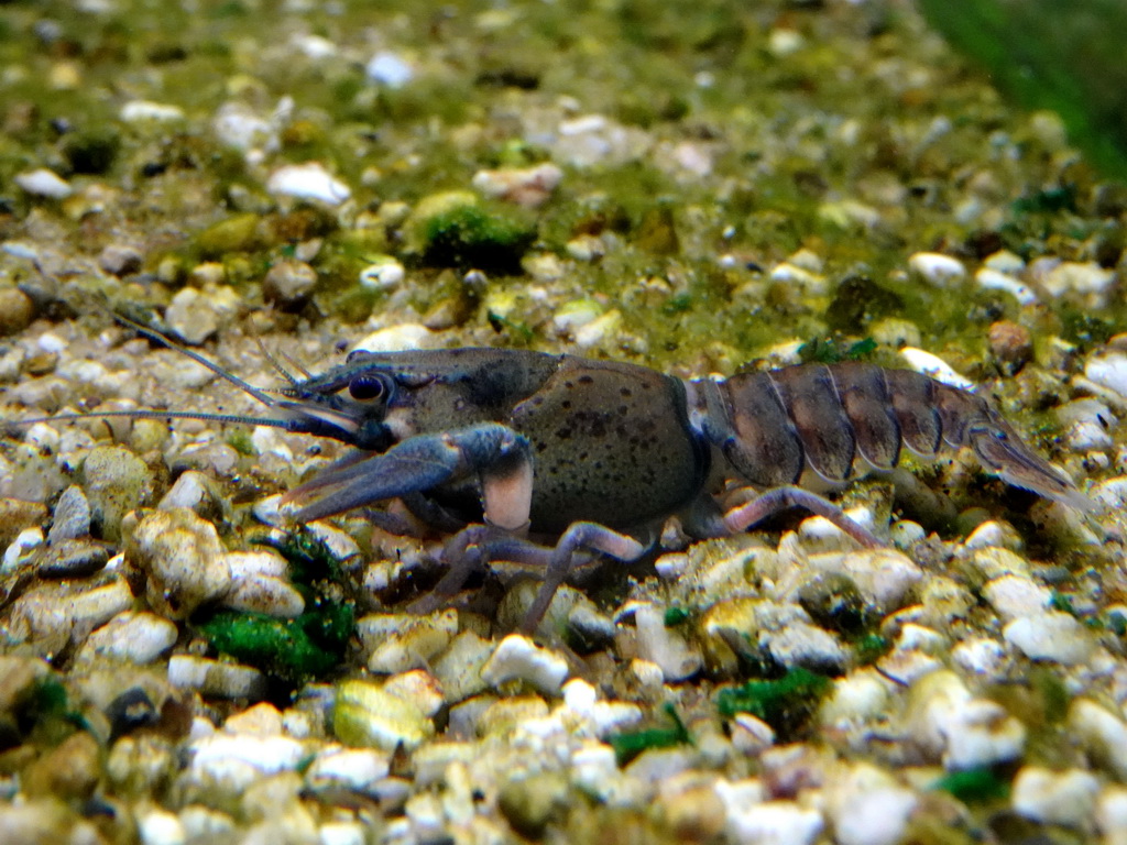 Crayfish at the Taiga area at the GaiaZOO