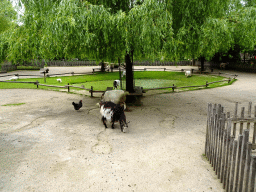 Goats and chickens at the petting zoo at the Limburg area at the GaiaZOO