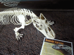 Skeleton of a Komodo Dragon at the DinoDome at the Limburg area at the GaiaZOO, with explanation