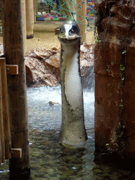 Statue of a Plesiosaurus at the DinoDome at the Limburg area at the GaiaZOO