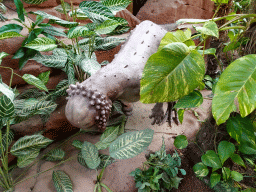 Statue of a Prenocephalus at the DinoDome at the Limburg area at the GaiaZOO