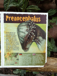 Explanation on the Prenocephalus at the DinoDome at the Limburg area at the GaiaZOO