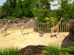 Giraffes and Ostrich at the Savanna area at the GaiaZOO