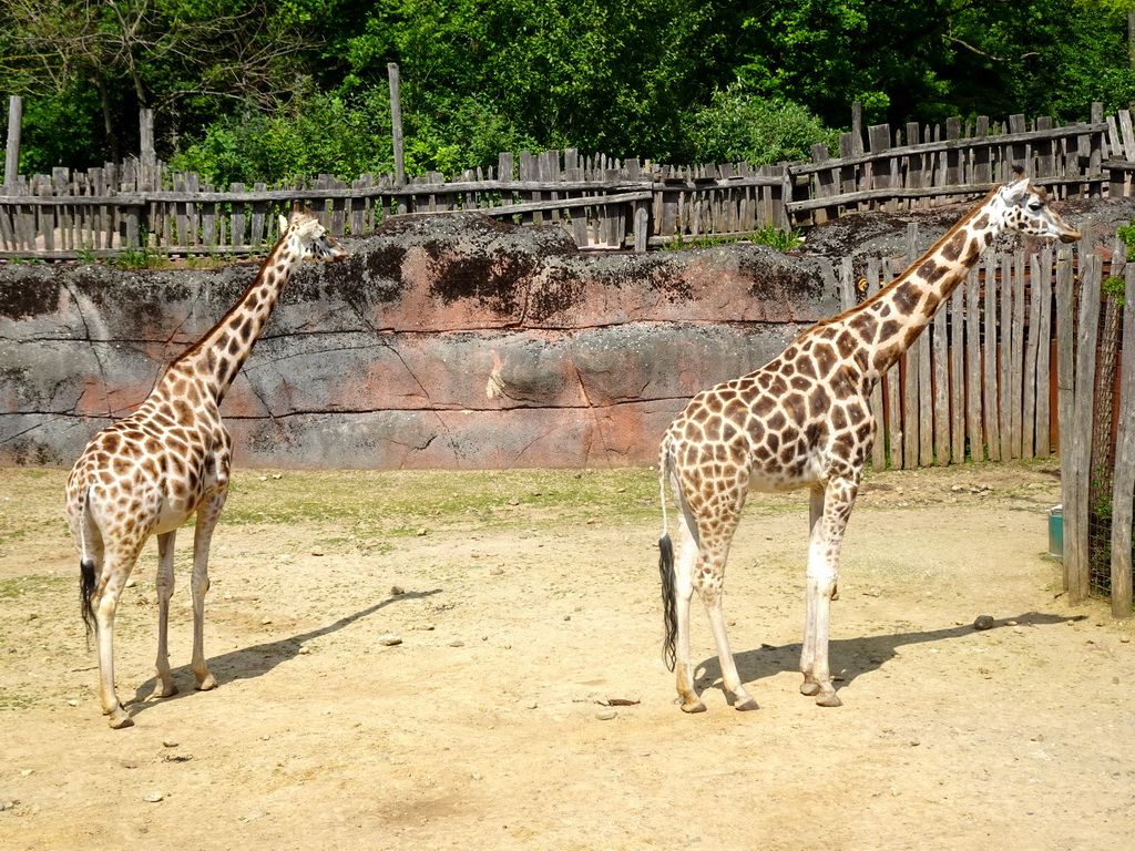 Giraffes at the Savanna area at the GaiaZOO