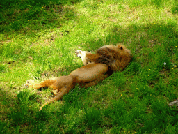 Lion at the Savanna area at the GaiaZOO