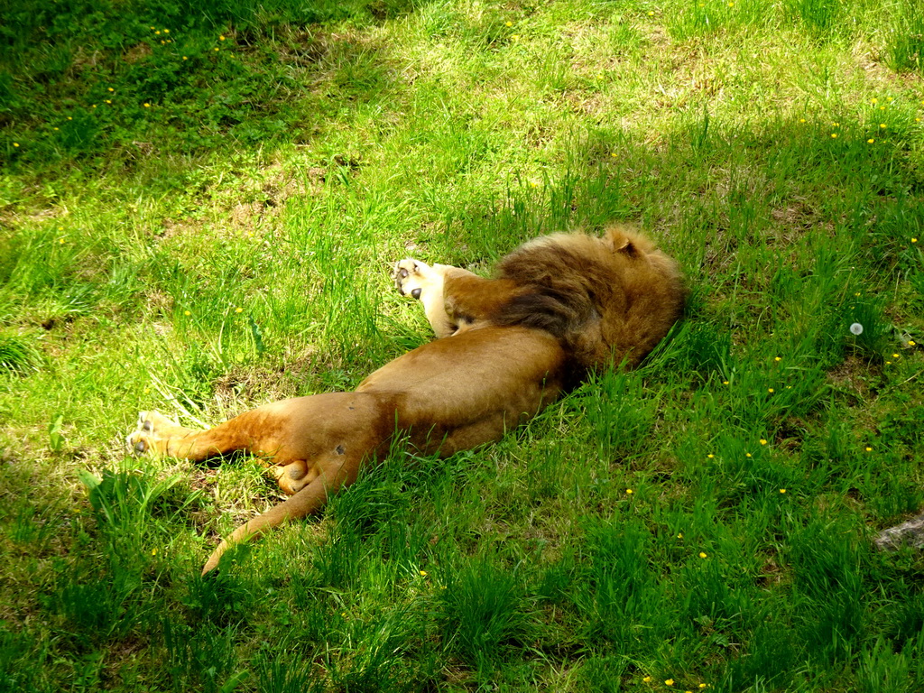 Lion at the Savanna area at the GaiaZOO