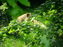 Lion at the Savanna area at the GaiaZOO