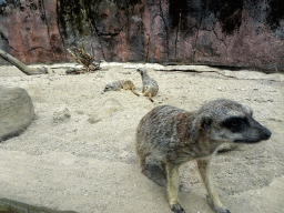Meerkats at the Savanna area at the GaiaZOO