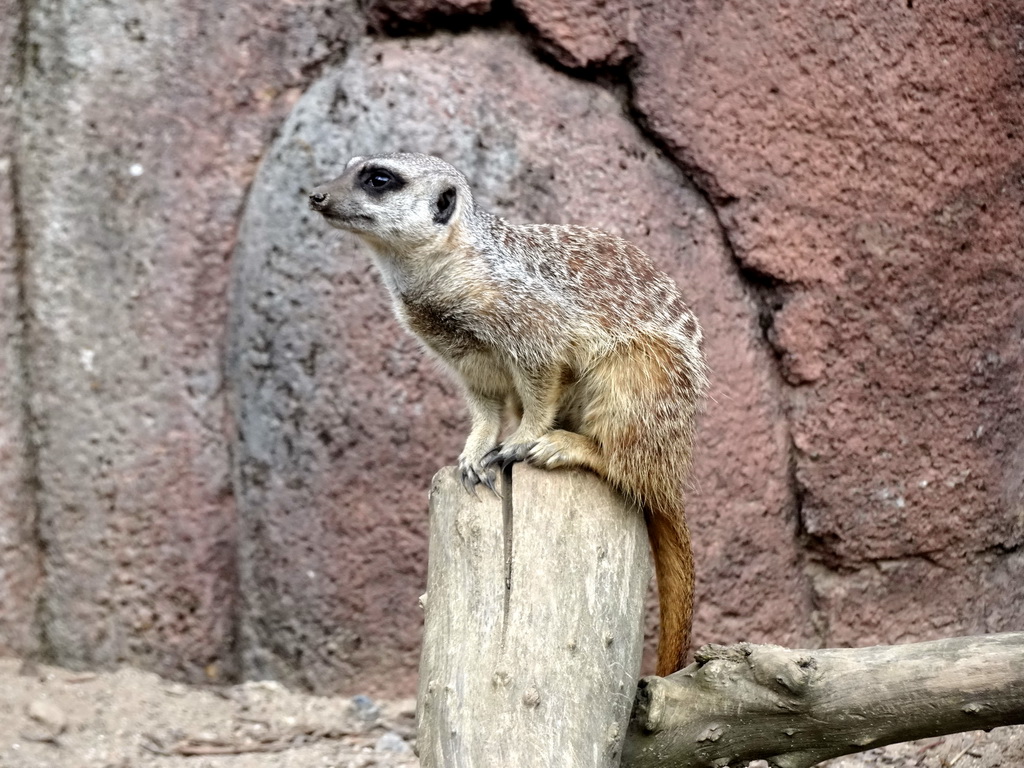 Meerkat at the Savanna area at the GaiaZOO