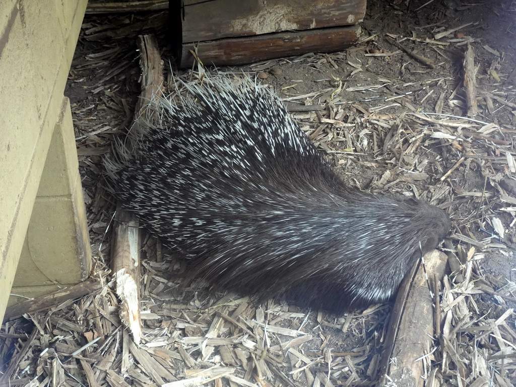 Porcupine at the Savanna area at the GaiaZOO