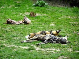 African Wild Dogs at the Savanna area at the GaiaZOO