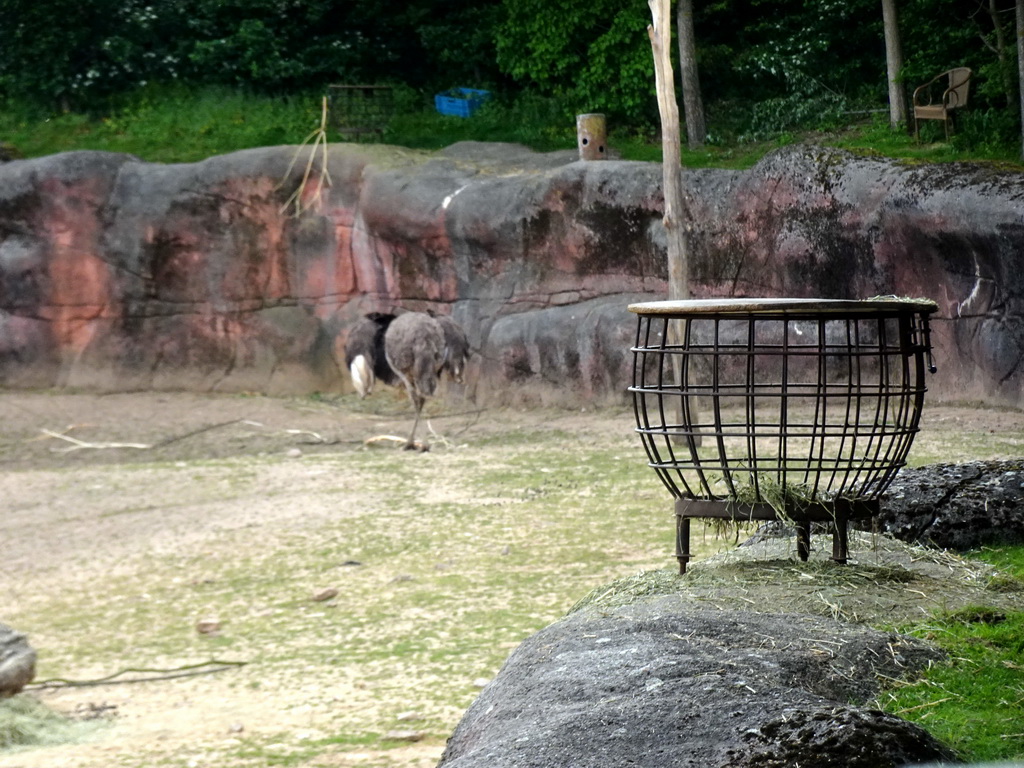 Ostrich at the Savanna area at the GaiaZOO