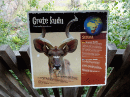 Explanation on the Greater Kudu at the Savanna area at the GaiaZOO