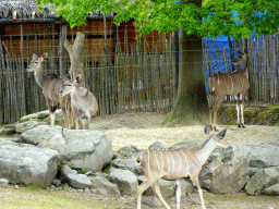 Greater Kudus at the Savanna area at the GaiaZOO