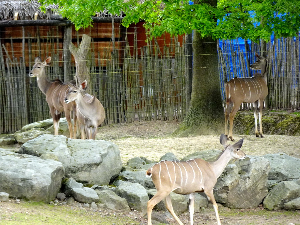 Greater Kudus at the Savanna area at the GaiaZOO