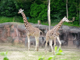 Giraffes and Ostrich at the Savanna area at the GaiaZOO