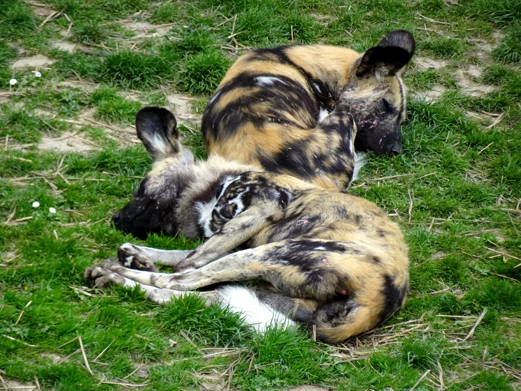 African Wild Dogs at the Savanna area at the GaiaZOO