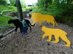 Max with cardboards of Lion, a Cheetah and a Lynx, at the Savanna area at the GaiaZOO