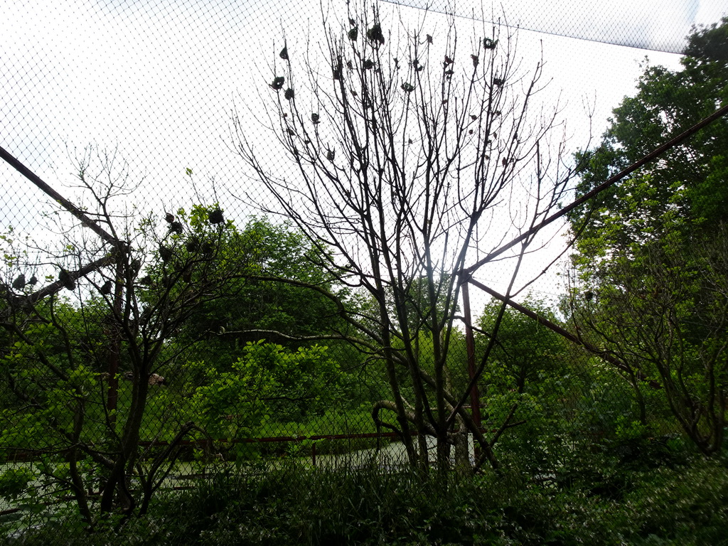 Aviary at the Rainforest area at the GaiaZOO