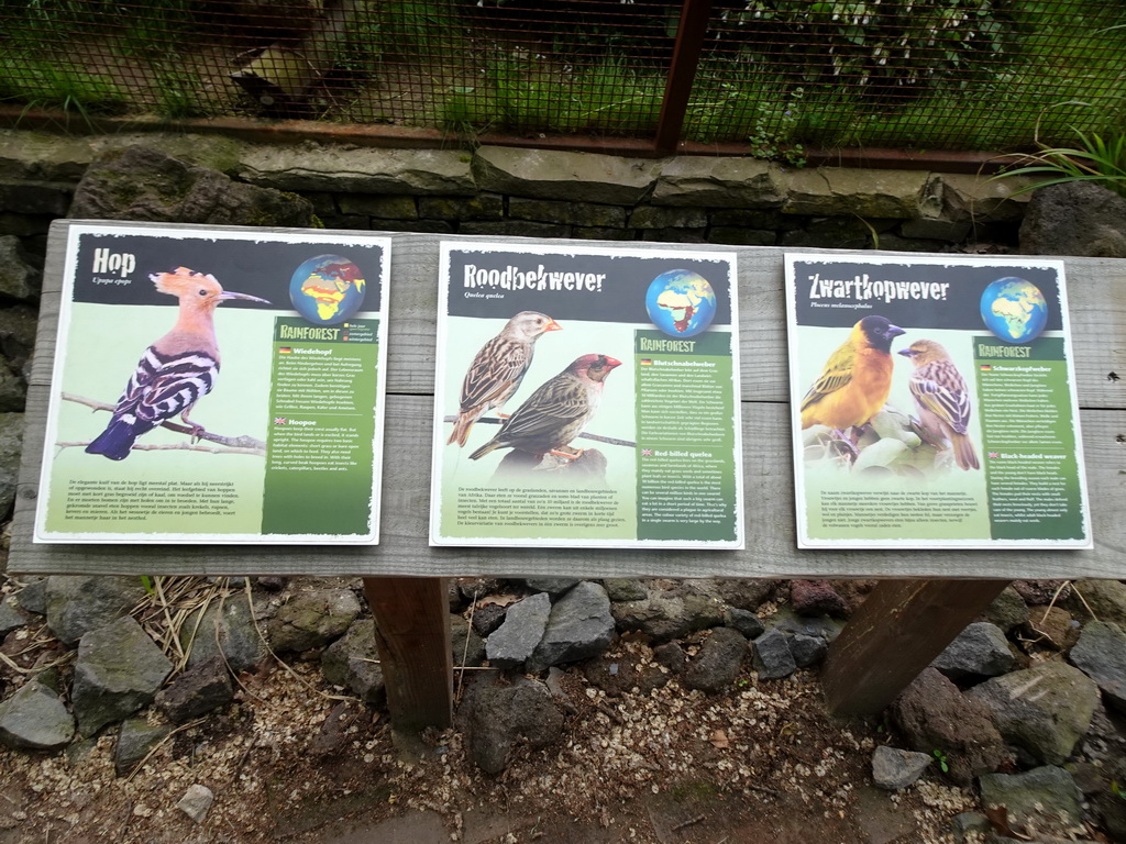 Explanations on the Hoopoe, Red-billed Quelea and the Black-headed Weaver at the Rainforest area at the GaiaZOO