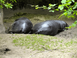 Pygmy Hippopotamuses at the Rainforest area at the GaiaZOO