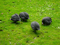 Guineafowls at the Rainforest area at the GaiaZOO