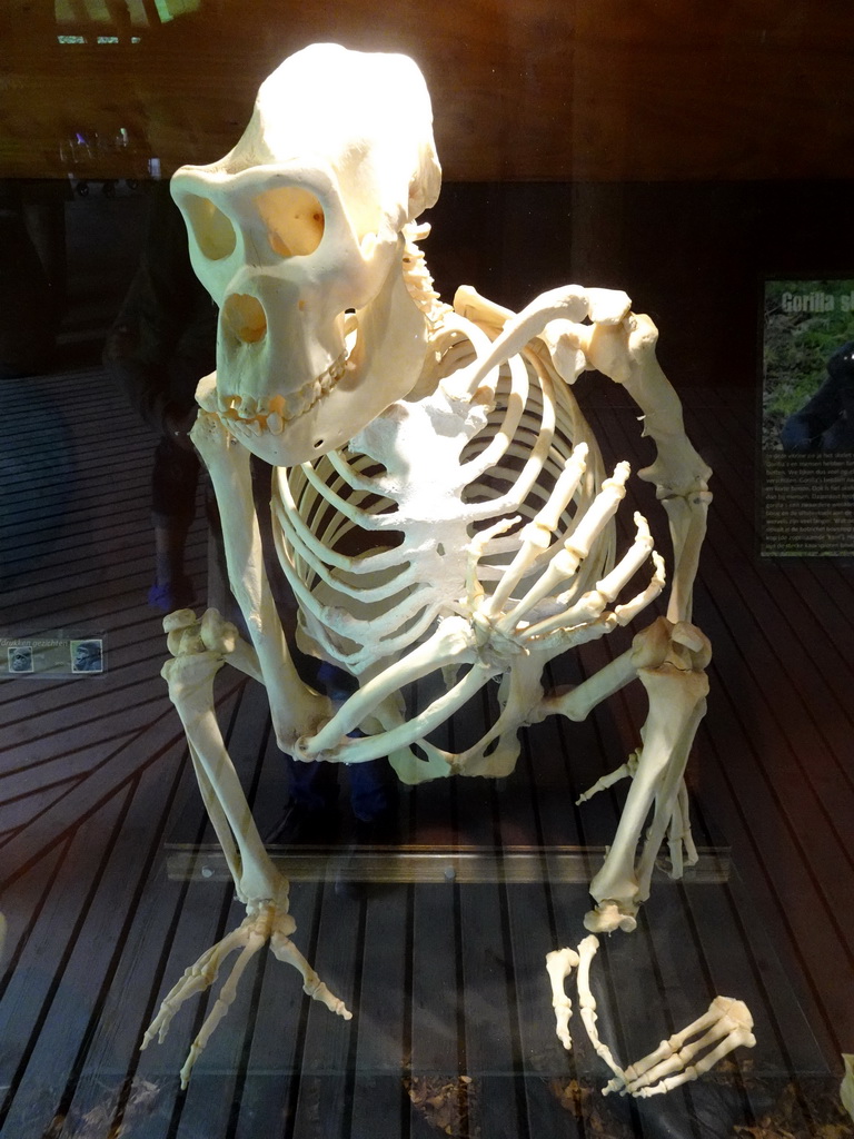 Gorilla skeleton at the Gorilla building at the Rainforest area at the GaiaZOO