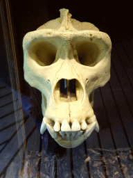 Gorilla skull at the Gorilla building at the Rainforest area at the GaiaZOO