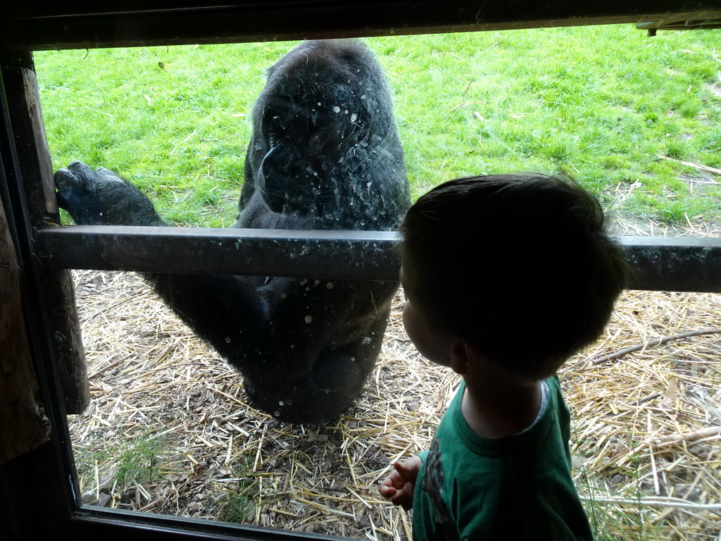 Max with a Gorilla at the Gorilla building at the Rainforest area at the GaiaZOO