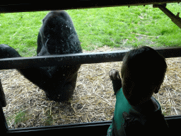 Max with a Gorilla at the Gorilla building at the Rainforest area at the GaiaZOO