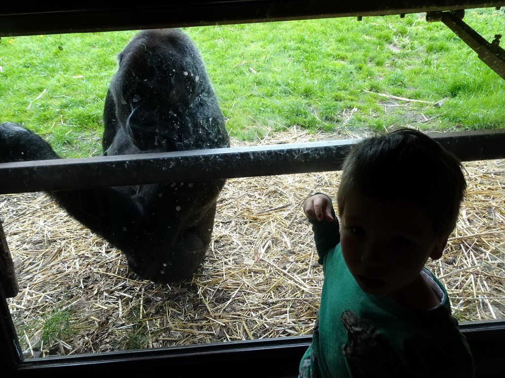 Max with a Gorilla at the Gorilla building at the Rainforest area at the GaiaZOO