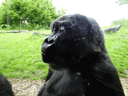 Gorilla at the Gorilla building at the Rainforest area at the GaiaZOO