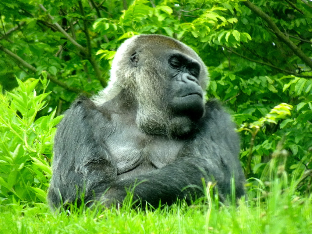 Gorilla at the Gorilla building at the Rainforest area at the GaiaZOO