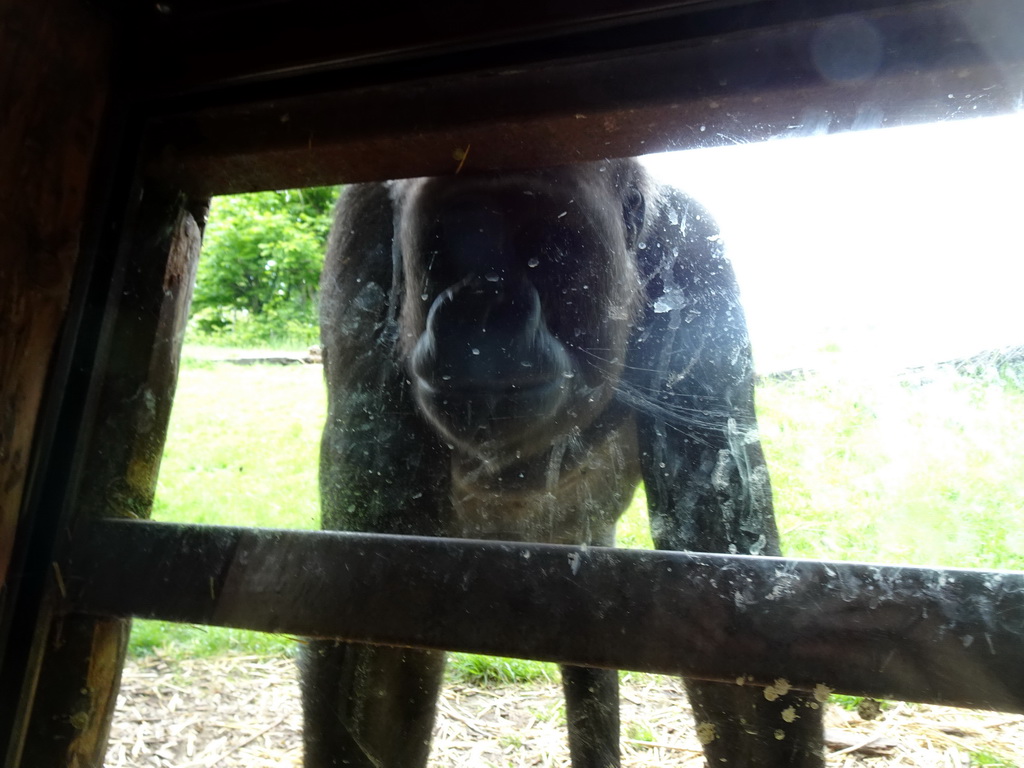 Gorilla at the Gorilla building at the Rainforest area at the GaiaZOO