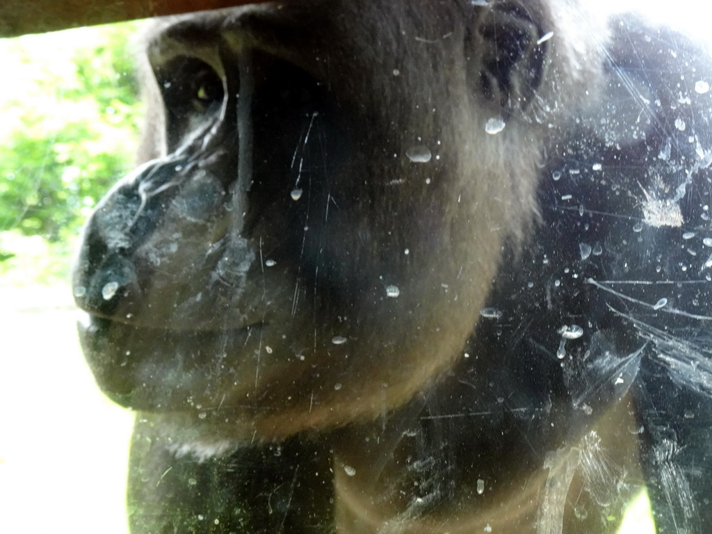 Gorilla at the Gorilla building at the Rainforest area at the GaiaZOO