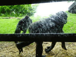 Gorillas at the Gorilla building at the Rainforest area at the GaiaZOO