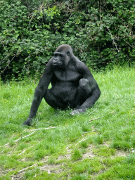 Gorilla at the Gorilla building at the Rainforest area at the GaiaZOO