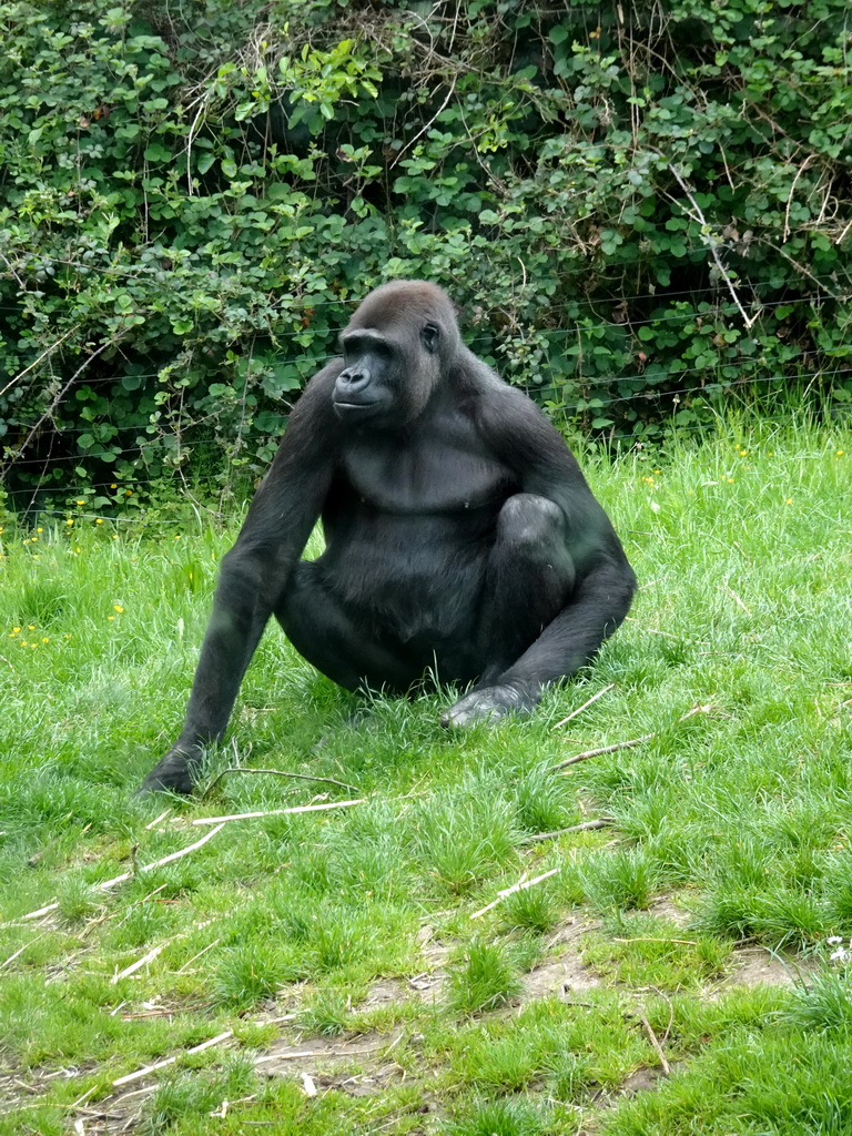 Gorilla at the Gorilla building at the Rainforest area at the GaiaZOO