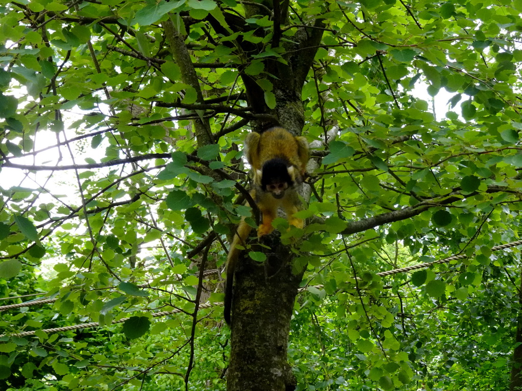 Squirrel Monkey at the Rainforest area at the GaiaZOO