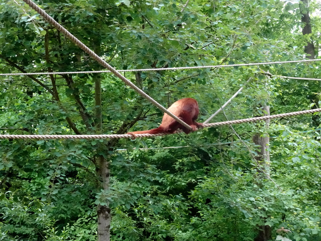 Howler Monkey at the Rainforest area at the GaiaZOO