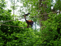 Howler Monkey at the Rainforest area at the GaiaZOO