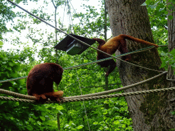 Howler Monkeys at the Rainforest area at the GaiaZOO